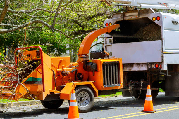 Why Choose Our Tree Removal Services in Leavenworth, KS?